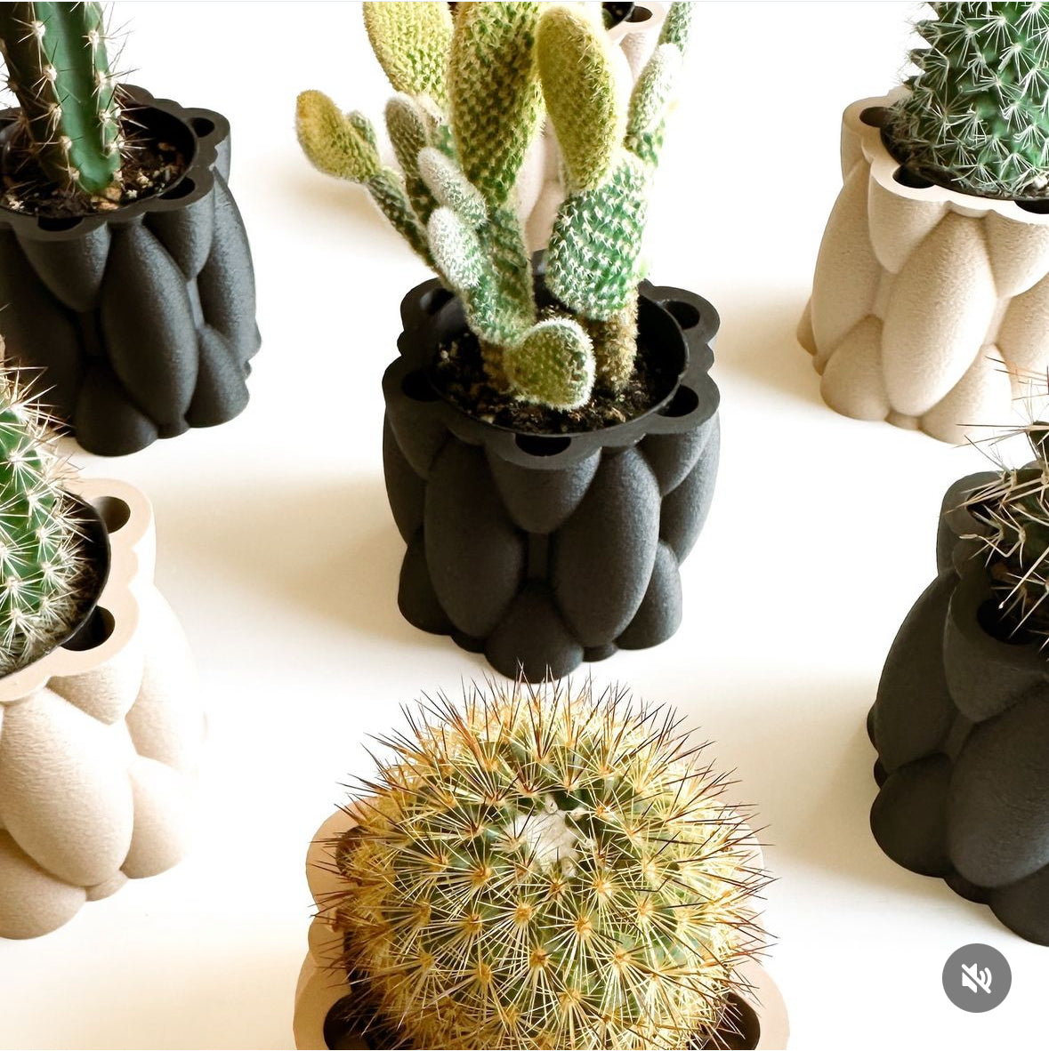 Cactus Planter